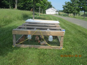 portable chicken pen