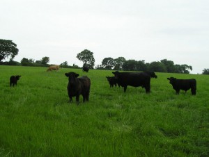 Beef cows on lush grass