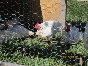 Pasture raised chickens 