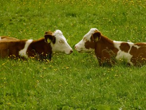 cows on green grass