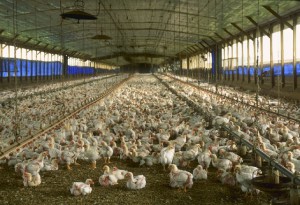 Factory broiler farming