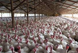 turkey factory farm